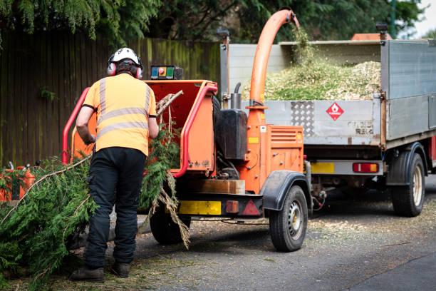 The Steps Involved in Our Tree Care Process in Azalea Park, FL